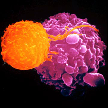 A Major Difference Between Cancer Cells And Normal Cells Is That