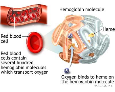 Abnormal Red Blood Cells Images