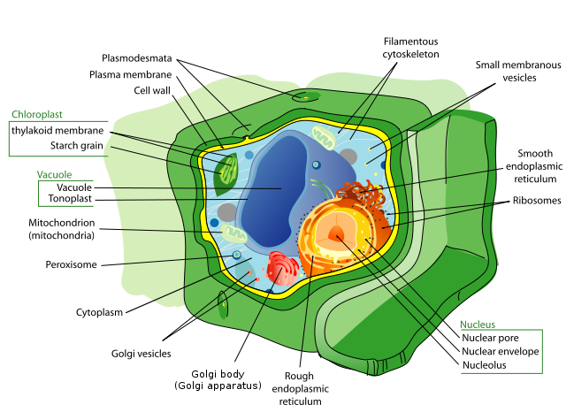 Animal And Plant Cells Diagram