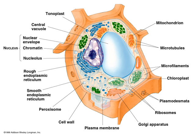 Animal And Plant Cells Diagram