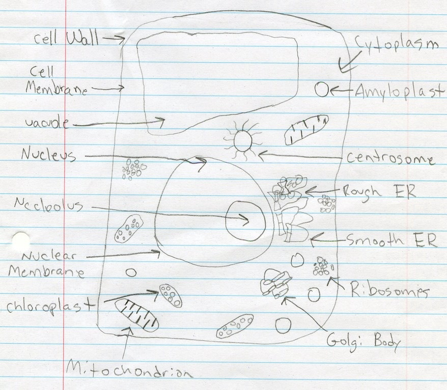 Animal And Plant Cells Diagram For Kids