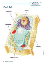 Animal And Plant Cells Diagram For Kids