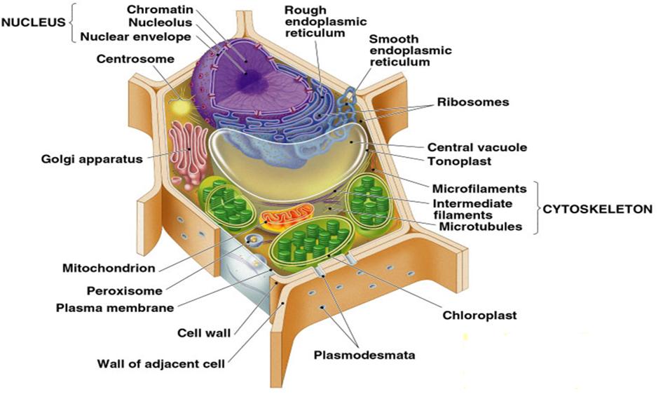 Animal And Plant Cells Diagram Labelled
