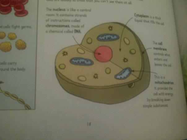 Animal And Plant Cells For Kids