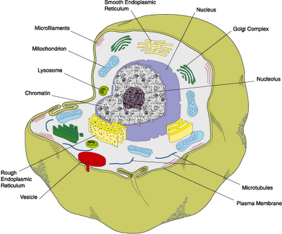 Animal And Plant Cells For Kids Diagram