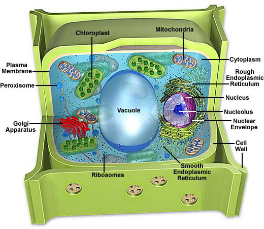 Animal And Plant Cells For Kids Diagram