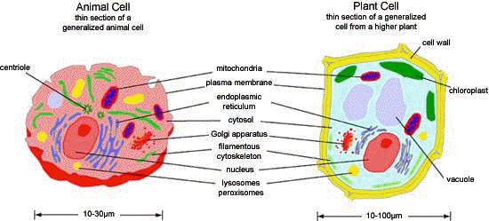 Animal And Plant Cells Organelles