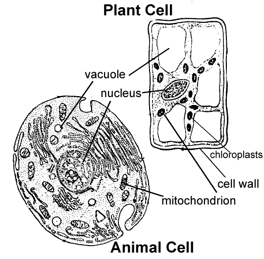 Animal And Plant Cells Organelles