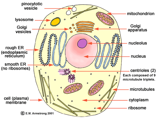 Animal And Plant Cells Organelles