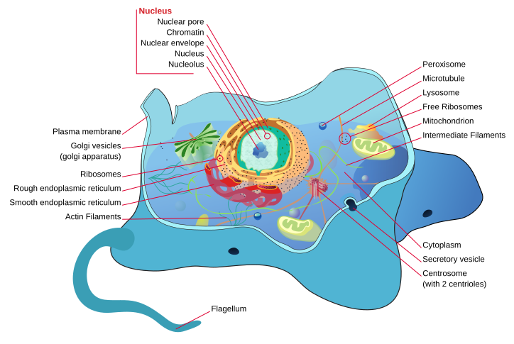 Animal And Plant Cells Organelles