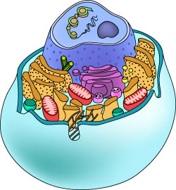 Animal And Plant Cells Organelles