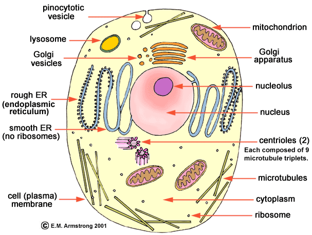 Animal And Plant Cells Organelles Functions