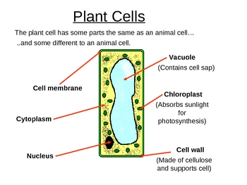 Animal Cells And Systems