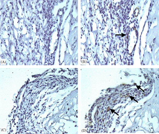 Animal Cells And Systems Journal