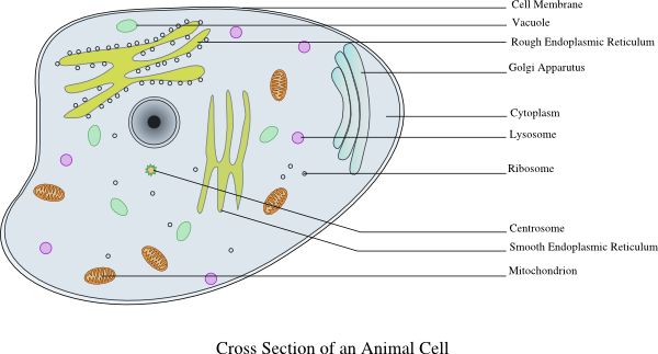 Animal Cells Diagram For Kids