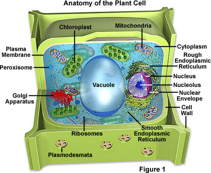 Animal Cells Diagram Labeled