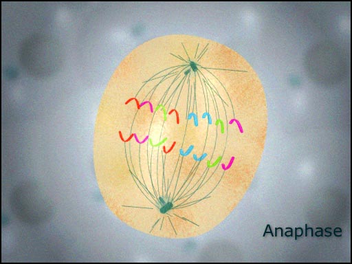 Animal Cells Video