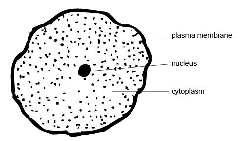 Animal Cells Video