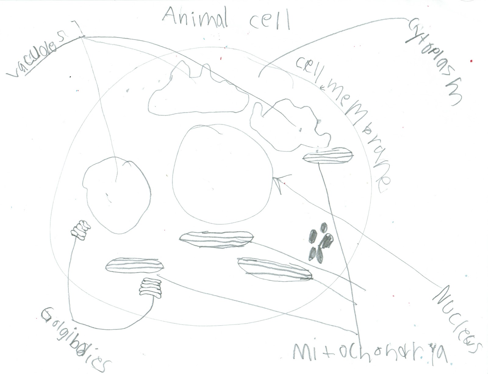 Animal Cells Video For Kids