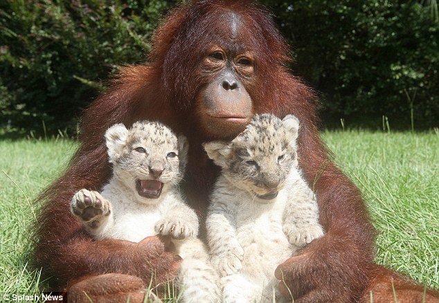 Baby Lion Cubs Playing