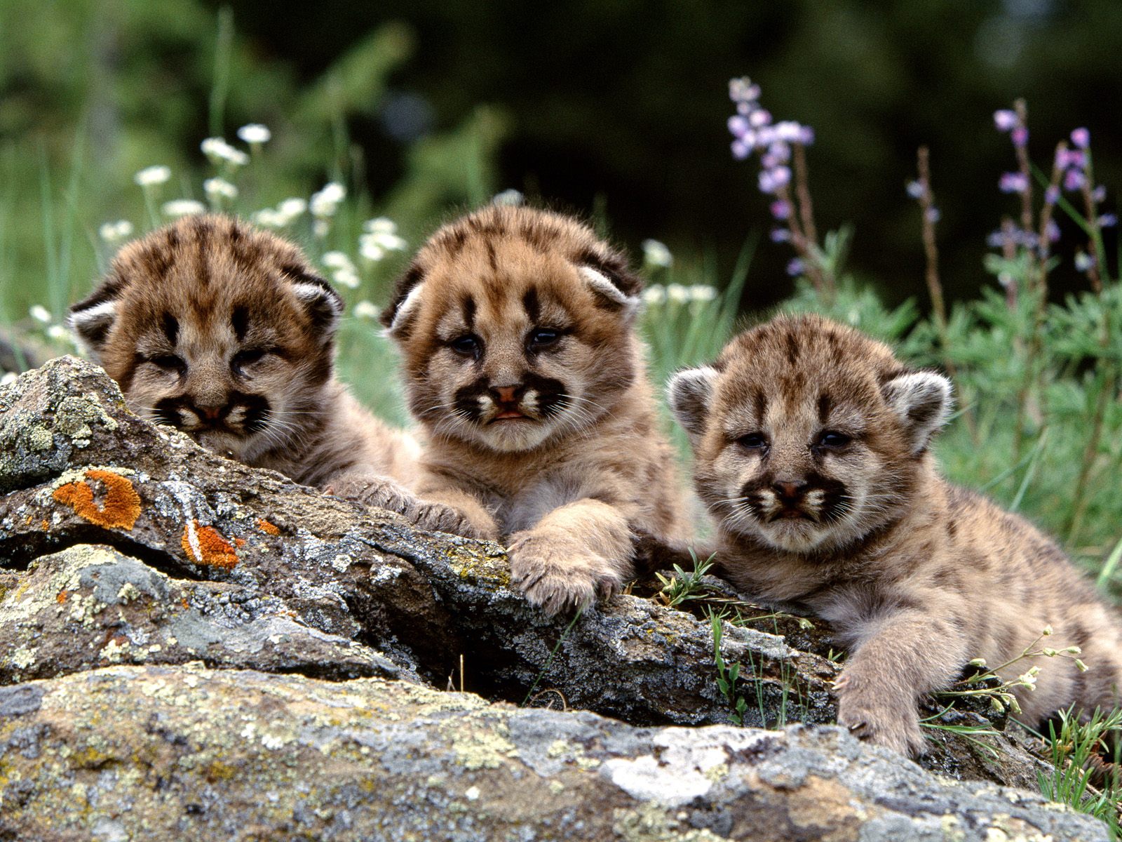 Baby Lion Cubs Playing