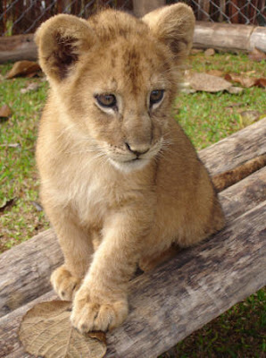 Baby Lion Cubs Playing