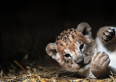 Baby Lion Cubs Playing