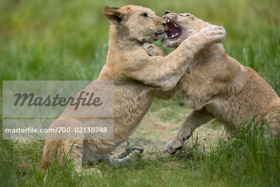 Baby Lion Cubs Playing