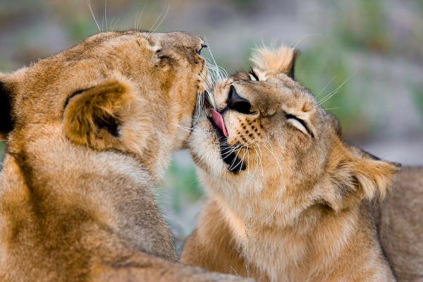 Baby Lion Cubs Playing