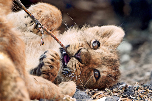 Baby Lion Cubs Playing