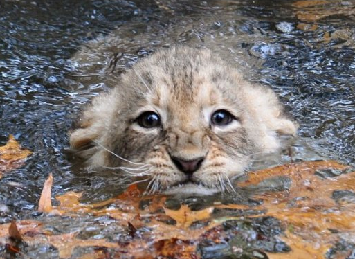 Baby Lion Cubs Playing