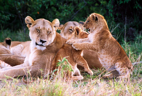 Baby Lion Cubs Playing