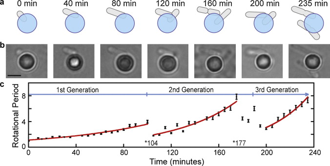 Bacterial Cell Division Video