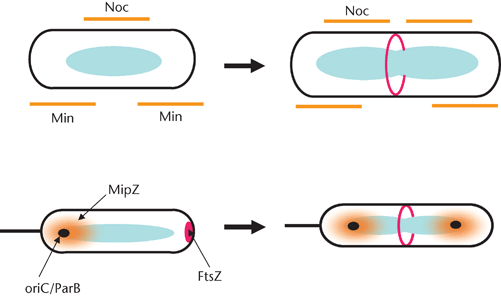 Bacterial Cell Division Video