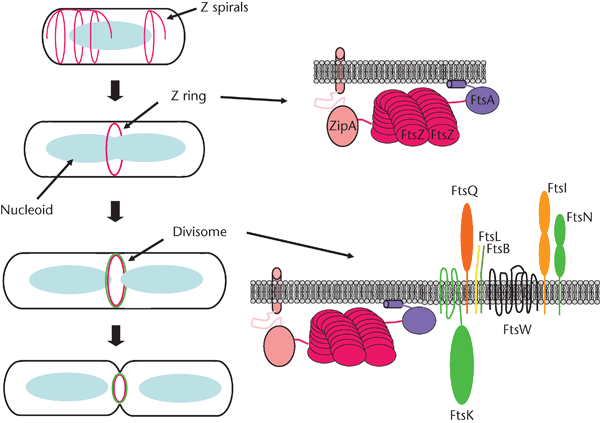 Bacterial Cell Division Video