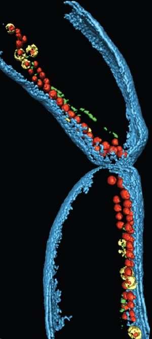 Bacterial Cell Division Video