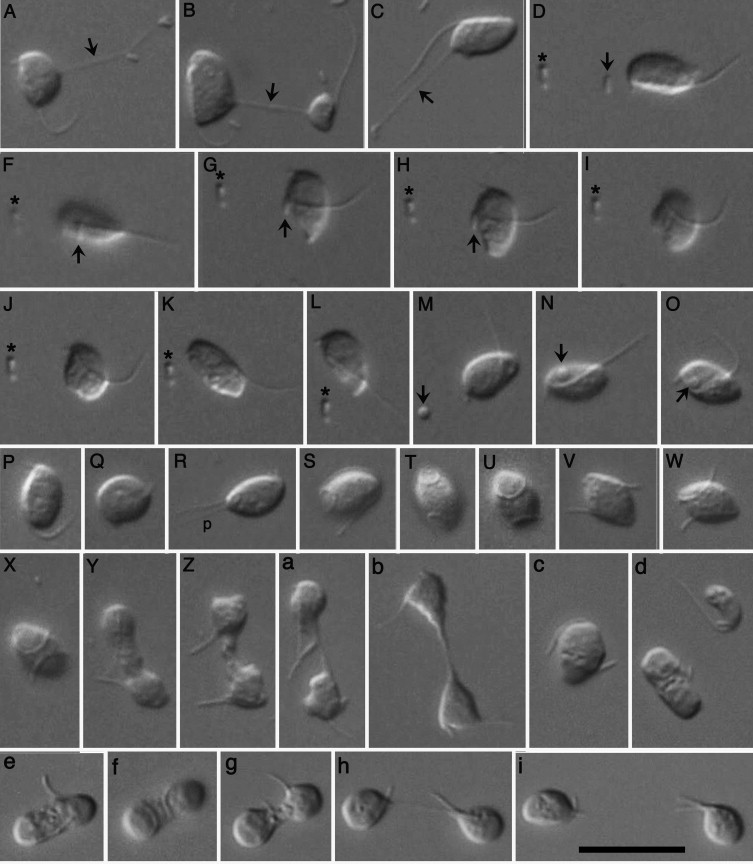 Bacterial Cell Division Video