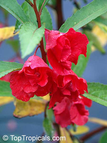 Balsam Plant Picture