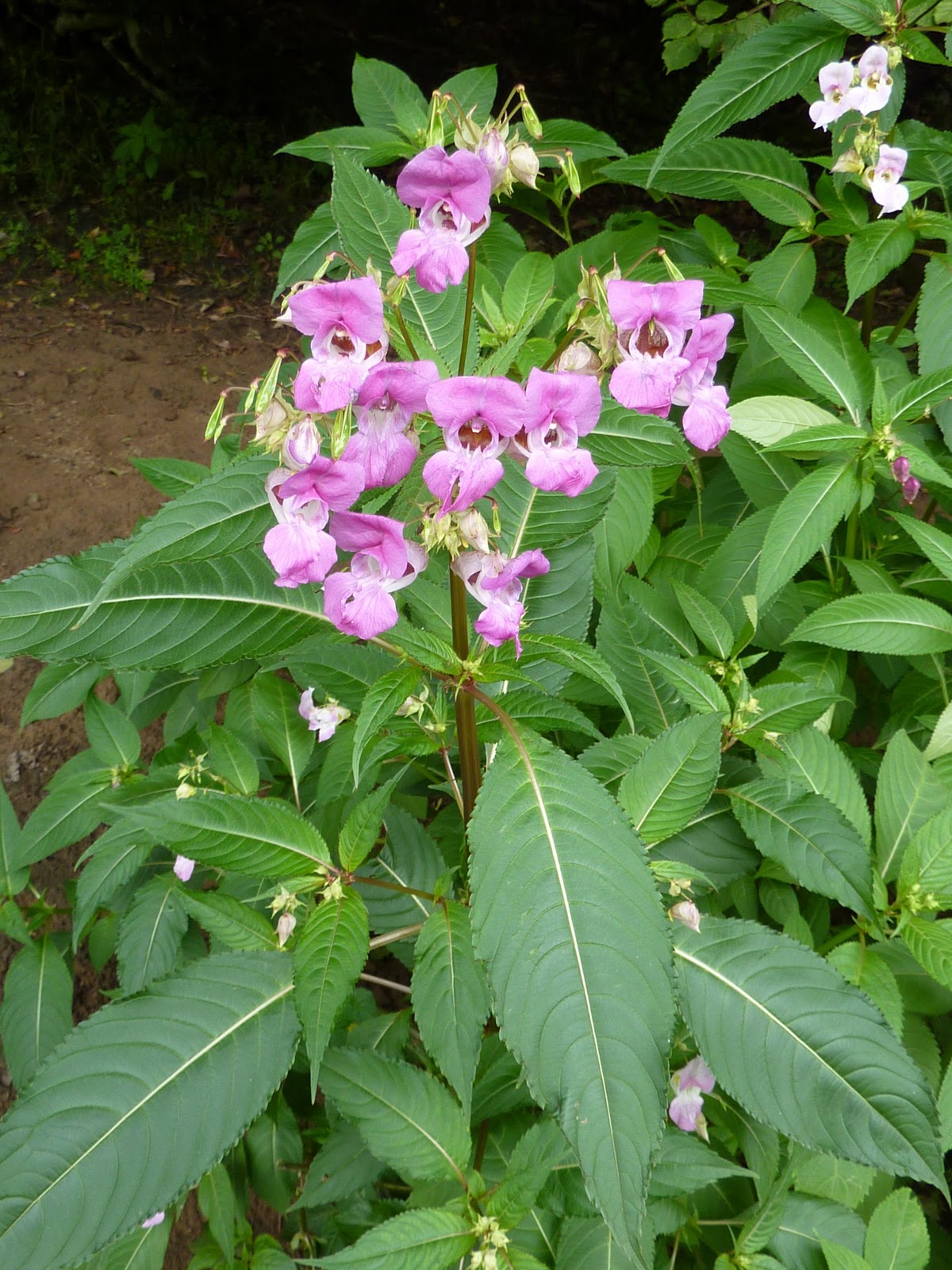 Balsam Plant Picture