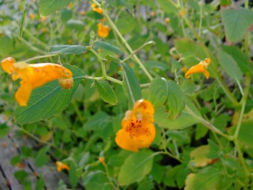 Balsam Plant Picture