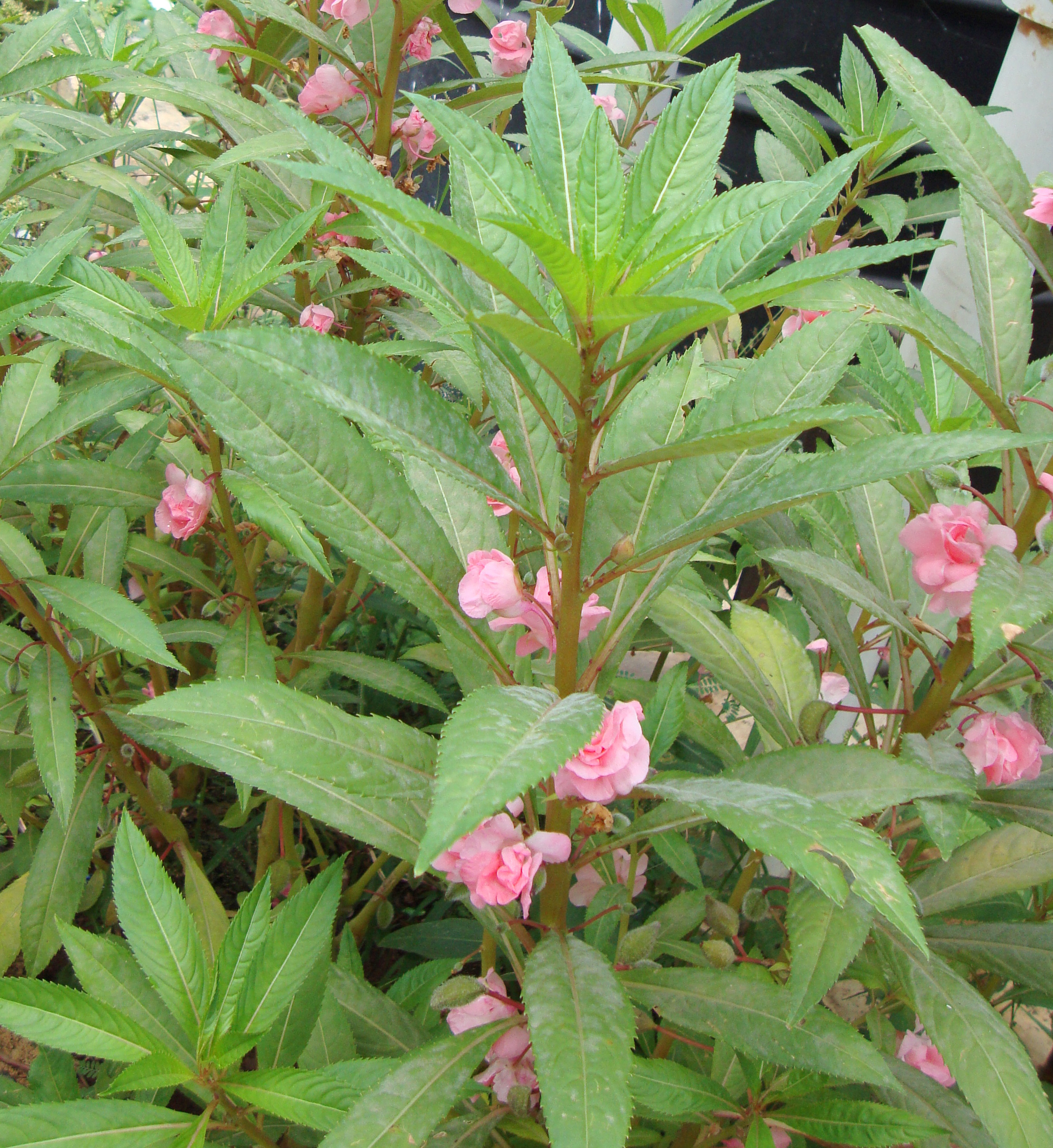 Balsam Plant Picture