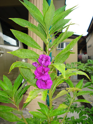 Balsam Plant Picture