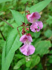 Balsam Plant Picture