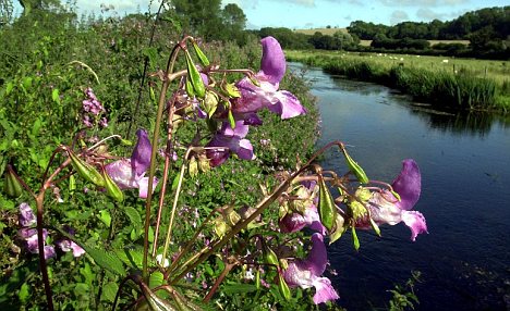 Balsam Plant Seed