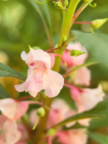 Balsam Plant Seed