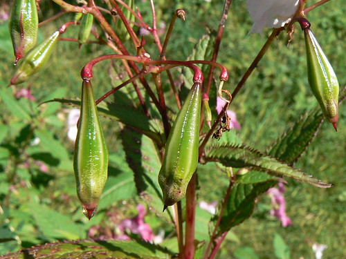 Balsam Plant Seed