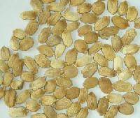 Balsam Plant Seed