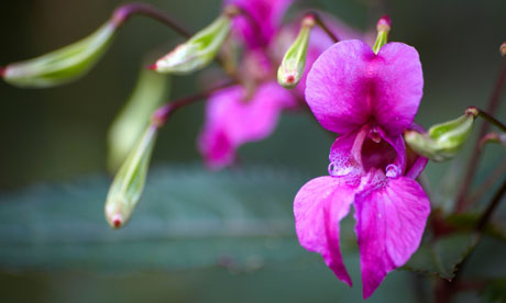 Balsam Plant Seed