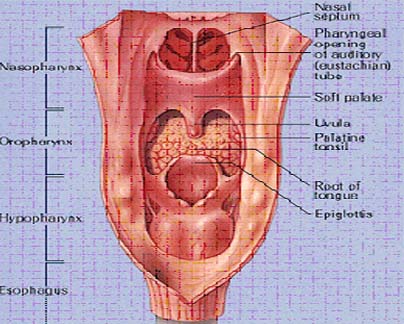 Base Of Tongue Cancer Symptoms