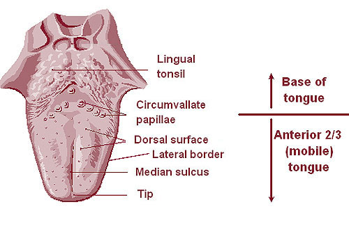 Base Of Tongue Cancer Symptoms